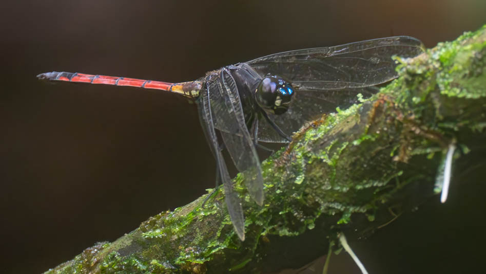 Orthemis cultriformis (Swamp Skimmer) male.jpg